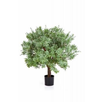 Crossostephium ball tree