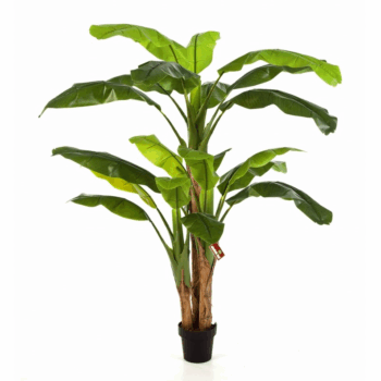 Bananatree x 3 w/pot