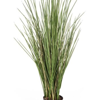 Flame retardant honey grass 80 cm w/pot