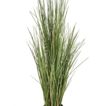 Flame retardant honey grass 120 cm w/pot