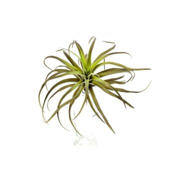 Flocked tillandsia x 32