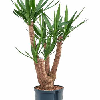 Yucca elephantipes Branched extra