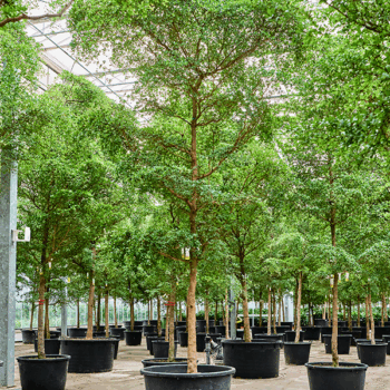 Bucida buceras 'Shady Lady' (450-550) Stem