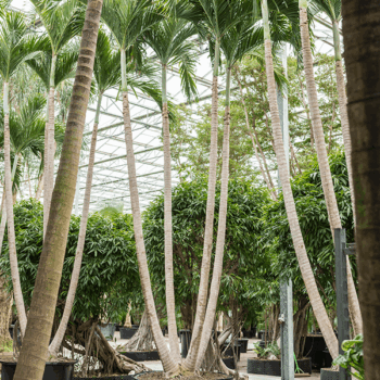 Veitchia (Adonidia) merrillii (650-700) 4-Stem