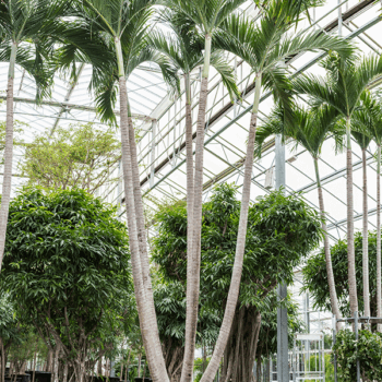 Veitchia (Adonidia) merrillii 5-Stem