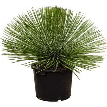 Agave geminiflora Green