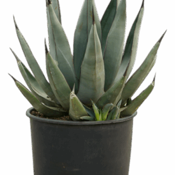 Agave nigra Grey