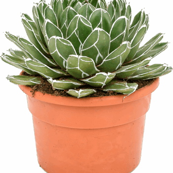 Agave victoriae-reginae Green