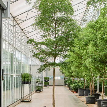 Bucida buceras 'Shady Lady' (450-500) Stem