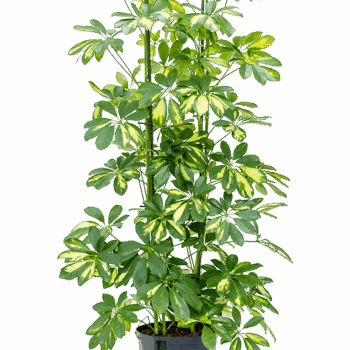 Schefflera arboricola 'Gold Capella' 4pp
