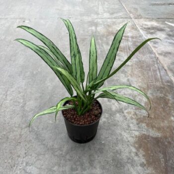 Aglaonema cutlass 13/12 h25