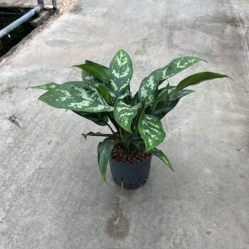 Aglaonema Maria