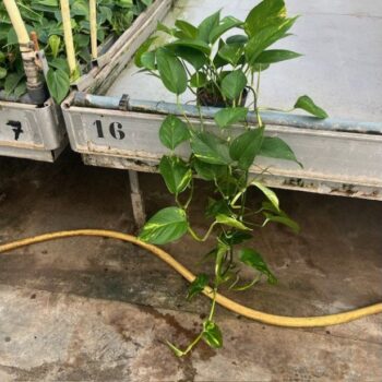 Scindapsus aureus 13/12 l80/100