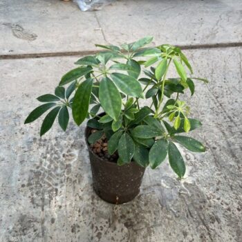 Schefflera arboricola 2pp 13/12 h35
