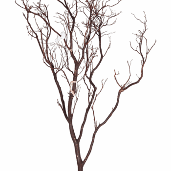 Decowood Manzanita brown