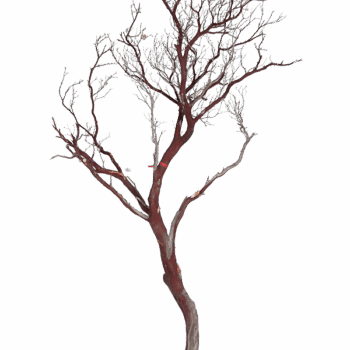 Decowood Manzanita brown