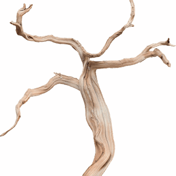 Decowood Ghostwood sandblasted branchy