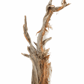 Decowood Ghostwood raw