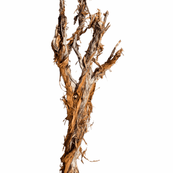 Decowood Ghostwood raw