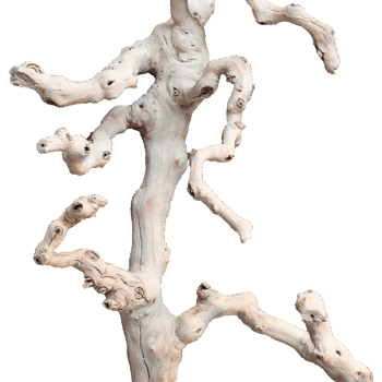 Decowood Grapewood sandblasted branchy