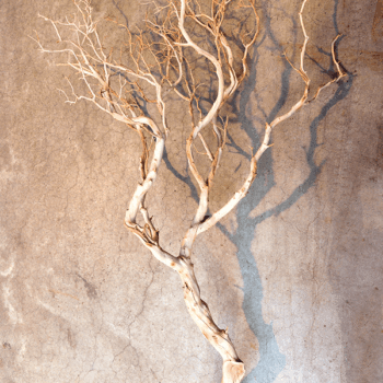 Decowood Manzanita sandblasted