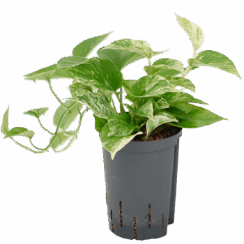 Scindapsus (Epipremnum) 'Marble Queen' Hanger