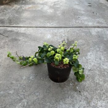 Aeschynanthus scoubidu