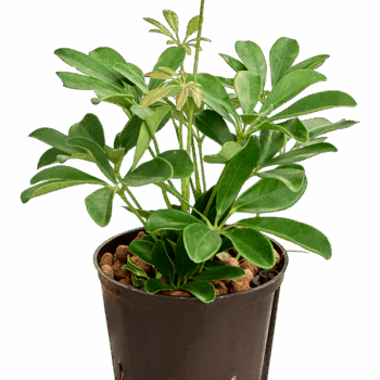 Schefflera arboricola 'Compacta' 2pp