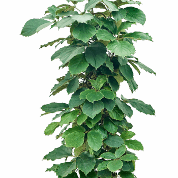 Tetrastigma voinierianum Säule 120