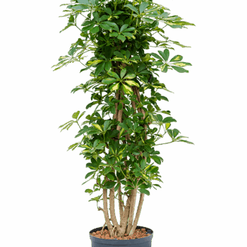 Schefflera arboricola 'Gold Capella' Branched/column
