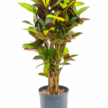 Croton (Codiaeum) variegatum 'Mrs. Iceton' Branched