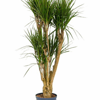 Dracaena marginata Branched