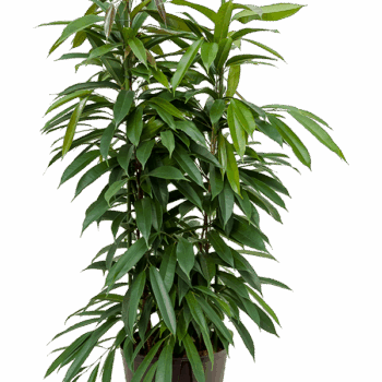 Ficus binnendijkii 'Amstel King' 2pp