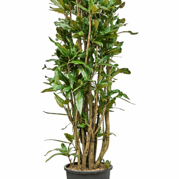 Croton (Codiaeum) variegatum 'Mammi' Branched
