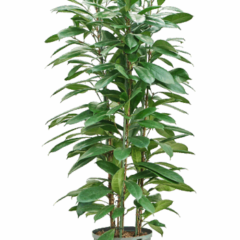 Ficus cyathistipula 6pp