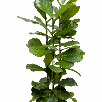Ficus lyrata 3pp