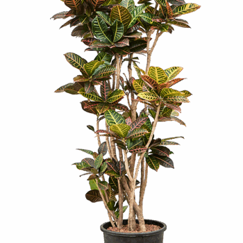 Croton (Codiaeum) variegatum 'Petra' Verzweigt