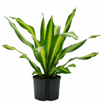 Dracaena fragrans 'Burley' Head