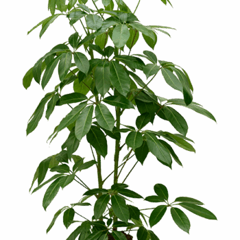 Schefflera actinophylla 'Amate' 2pp (150-170)