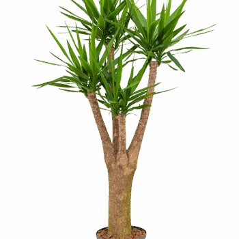 Yucca elephantipes Branched extra