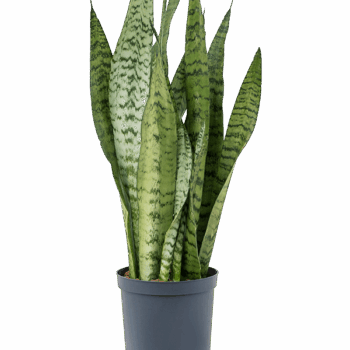 Sansevieria zeylanica Tuft