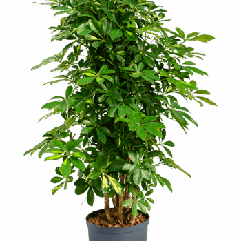 Schefflera arboricola 'Gold Capella' Branched/column