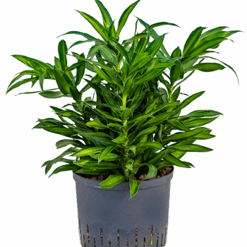 Dracaena (Pleomele) reflexa 'Song of Jamaica' Tuft