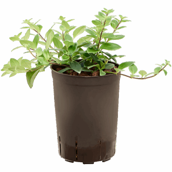 Aeschynanthus lobbianus Hanger