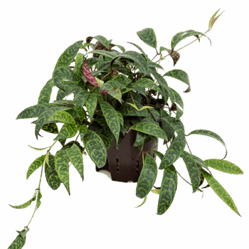Aeschynanthus marmoratus Hanger