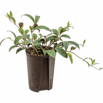 Aeschynanthus marmoratus Hanger