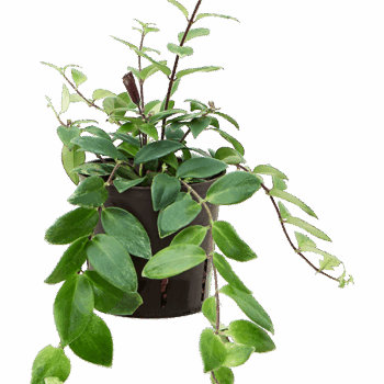 Aeschynanthus lobbianus Hanger