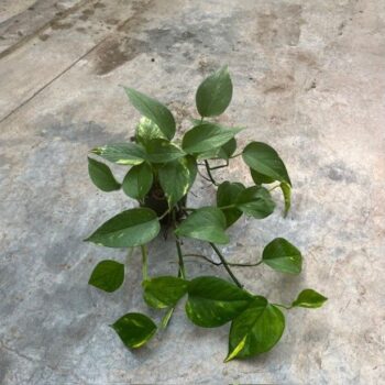 Scindapsus aureus 11/9 h25