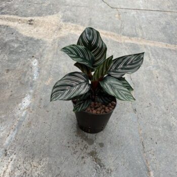 Calathea ornata 13/12 h30