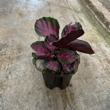 Calathea rosea picta 13/12 h30